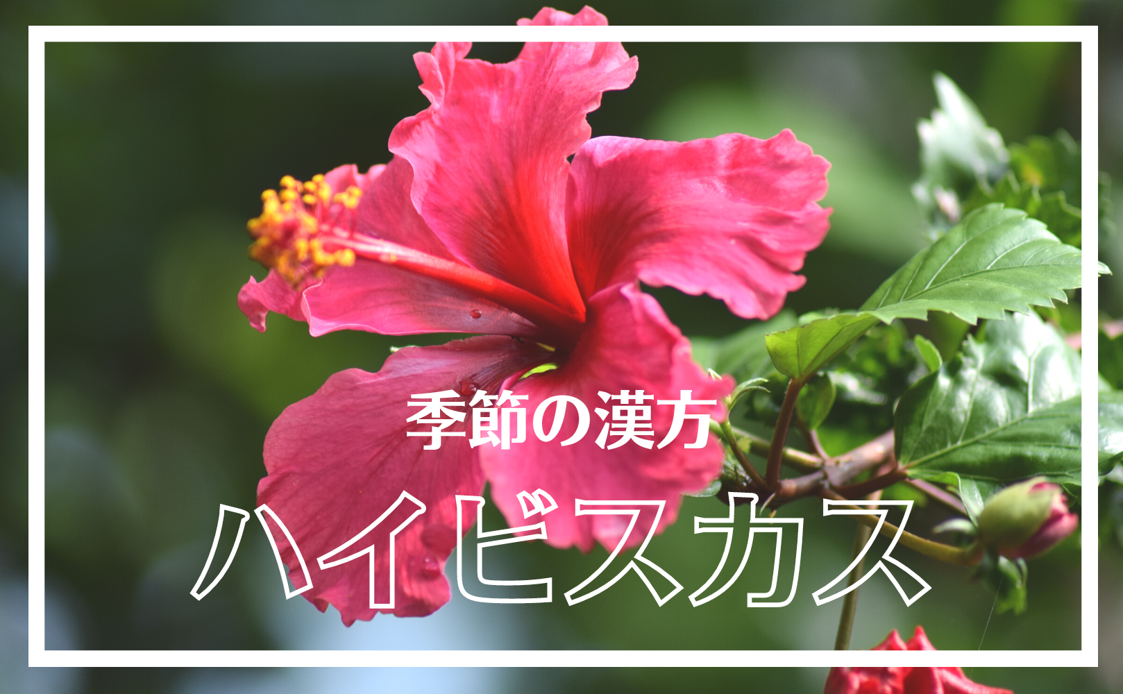 季節の漢方にハイビスカスが登場