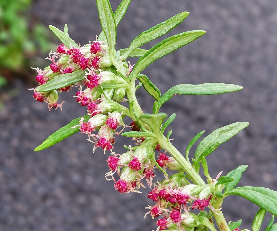 赤紫色に色づいたよもぎの花